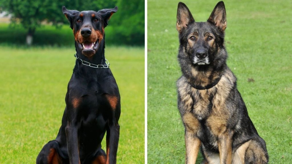 Doberman vs German Shepherd: 12 Differences & Facts | Puplore