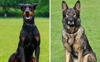 Doberman vs German Shepherd: 12 Differences & Facts