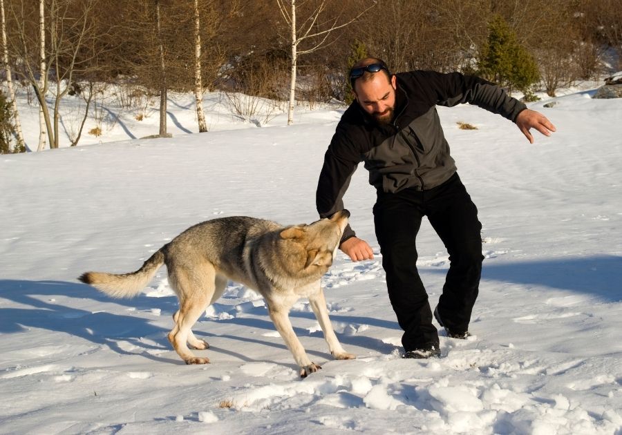 Dog Attacking a Person