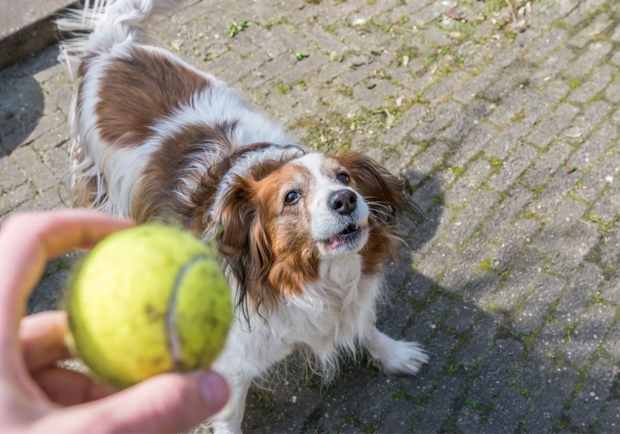 Dog Barking While Playing Catch