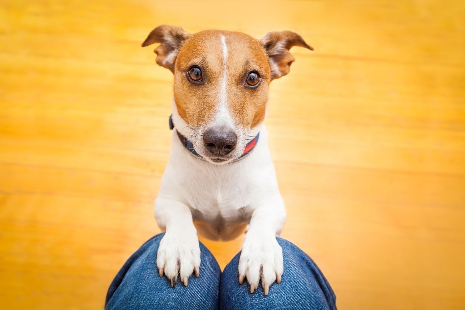 Dog Begging for a Treat on Lap