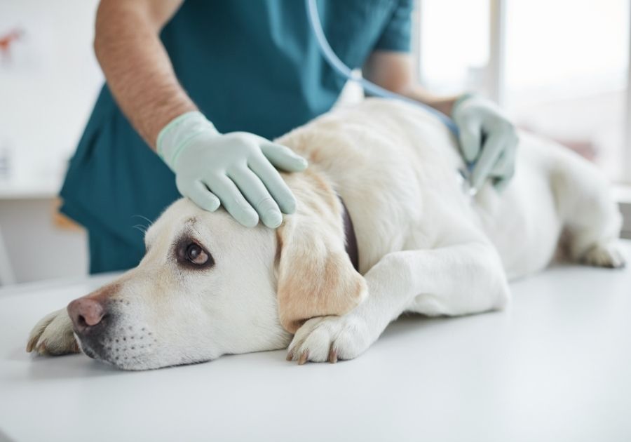 Dog Being Examined in Vet Clinic