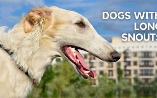 Long Nose Dogs: 15 Dog Breeds With Long Snouts