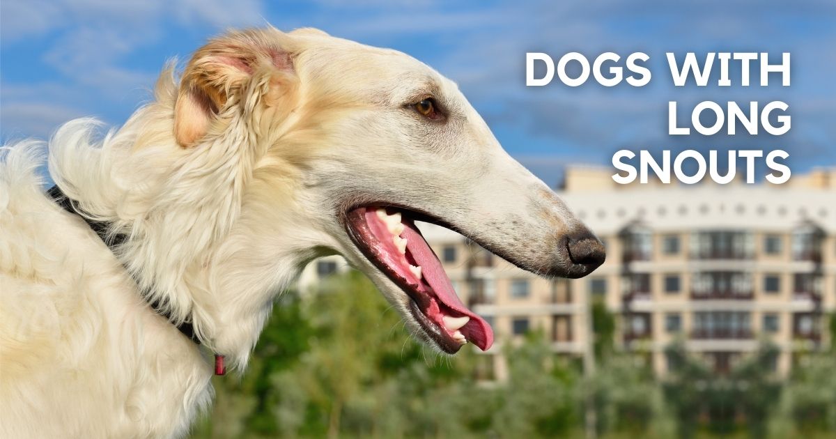 Dog Breeds With Long Snouts - Long Nose Dogs