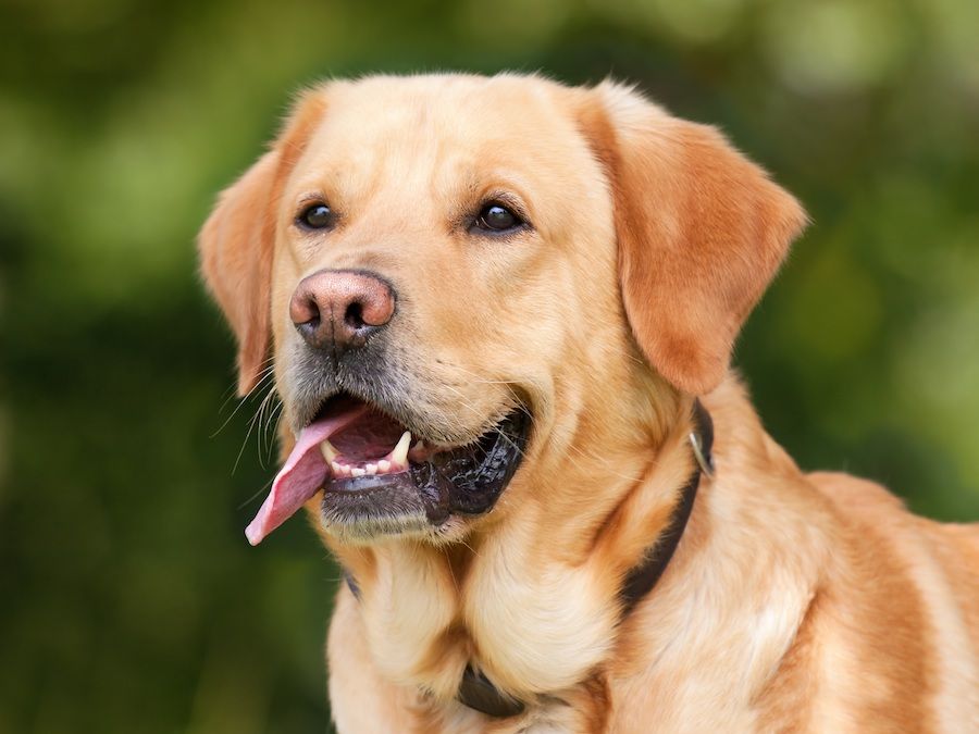 Dog Breeds With Pink Noses - Labrador Retriever