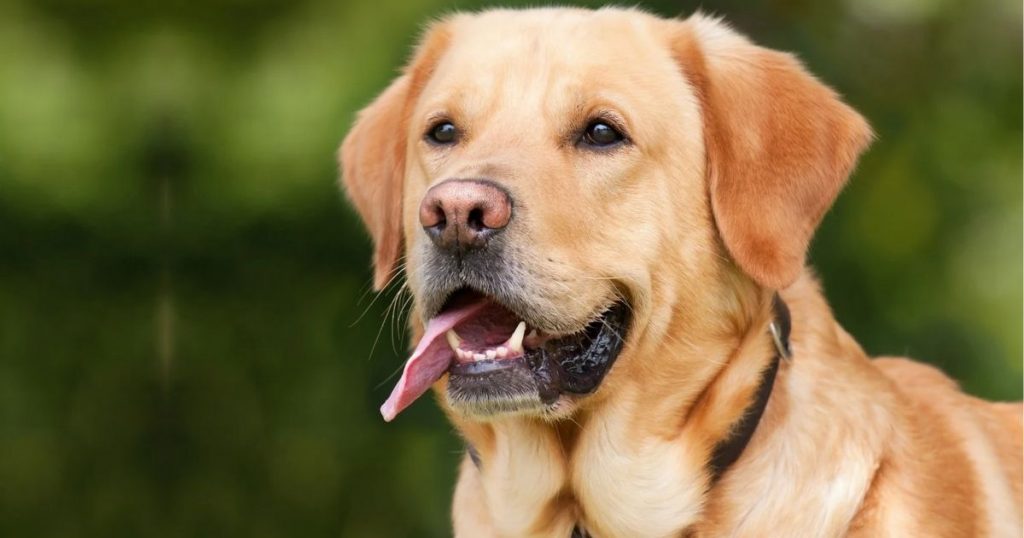 14 Dog Breeds With Pink Noses & Why They Have It Puplore