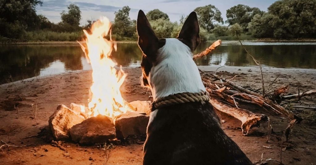 Essential Gear for Dog Camping - Puplore