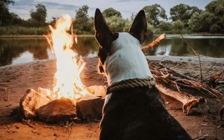 10 Dog Camping Essentials You Must Have