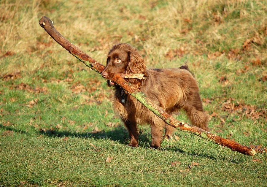 Dog Carrying Stick