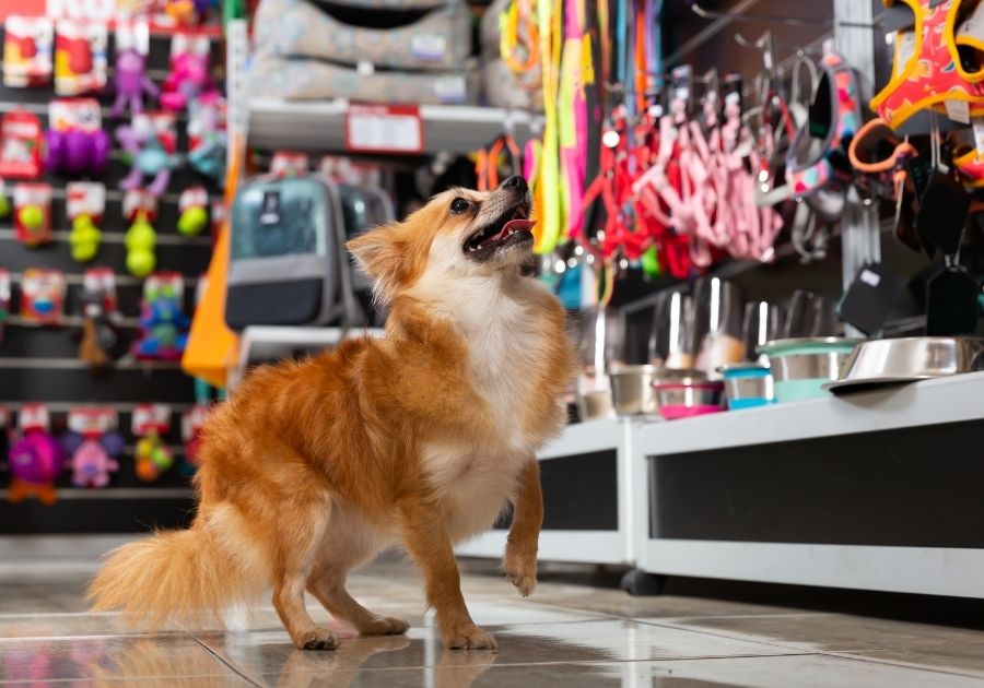 Dog Checking Out Items in Pet Store