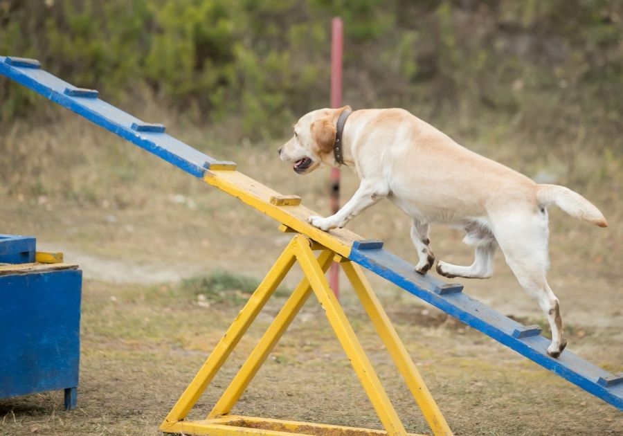 Dog Climbing at an Obstacle Course