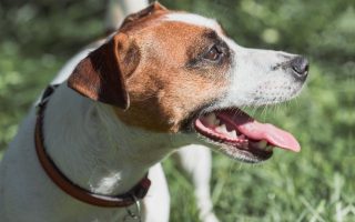 Dog Dehydration: How Long Can A Dog Go Without Water?