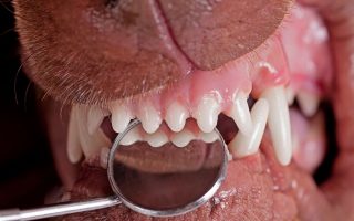 Dog Dental Insurance: An Ultimate Guide