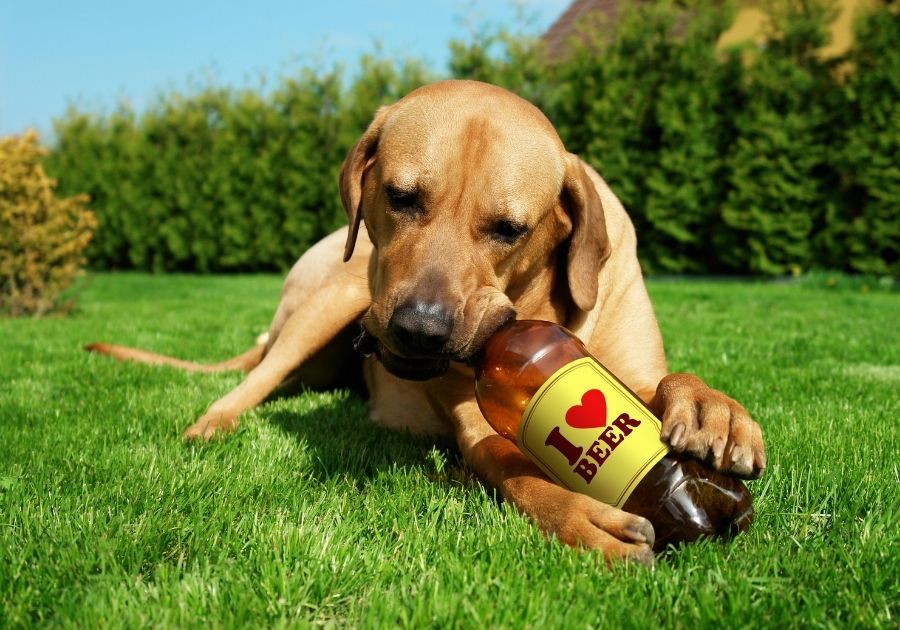 Dog Drinking Beer