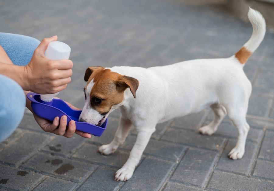 Dog Drinking From Portable Pet Water Bottle While Walking With The Owner