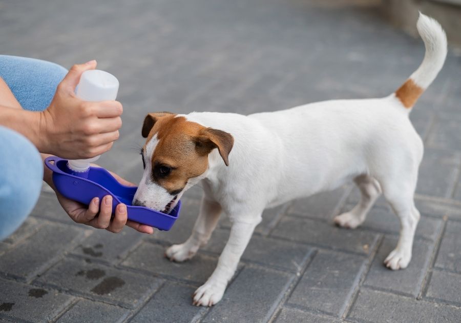 how long can a small dog go without water