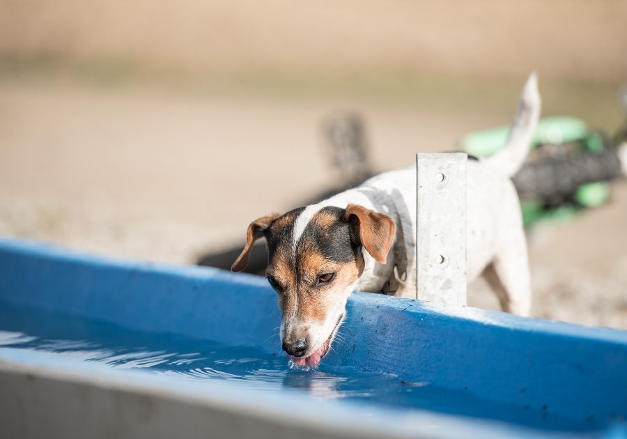 Dog Drinking Water From Storage
