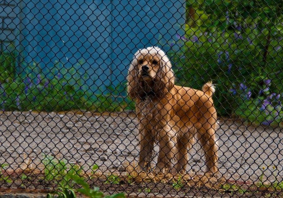 Dog Fence