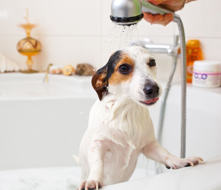 Dog Having a Bath in a Bathtub