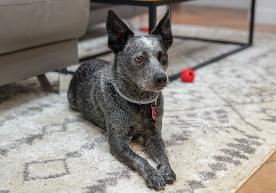 Dog Laying Down on Floor Near Sofa