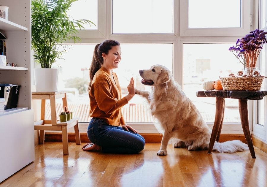 Dog Learning New Tricks From Woman