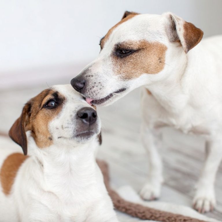 Why Do Dogs Lick Each Others Ears Reasons Explained Puplore