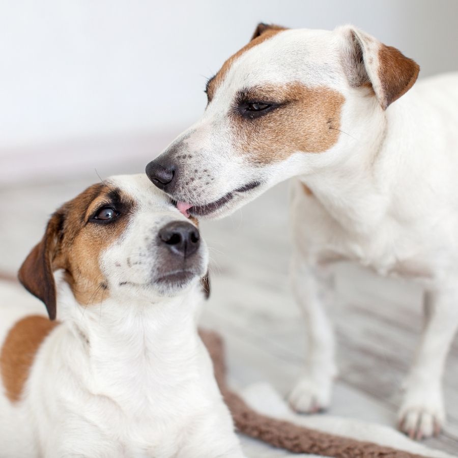Dog Licking Another Dog's Eyes and Ears