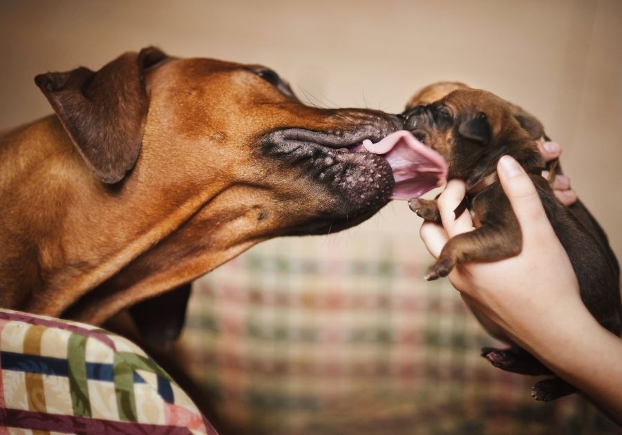 Dog Licking Newborn Puppy