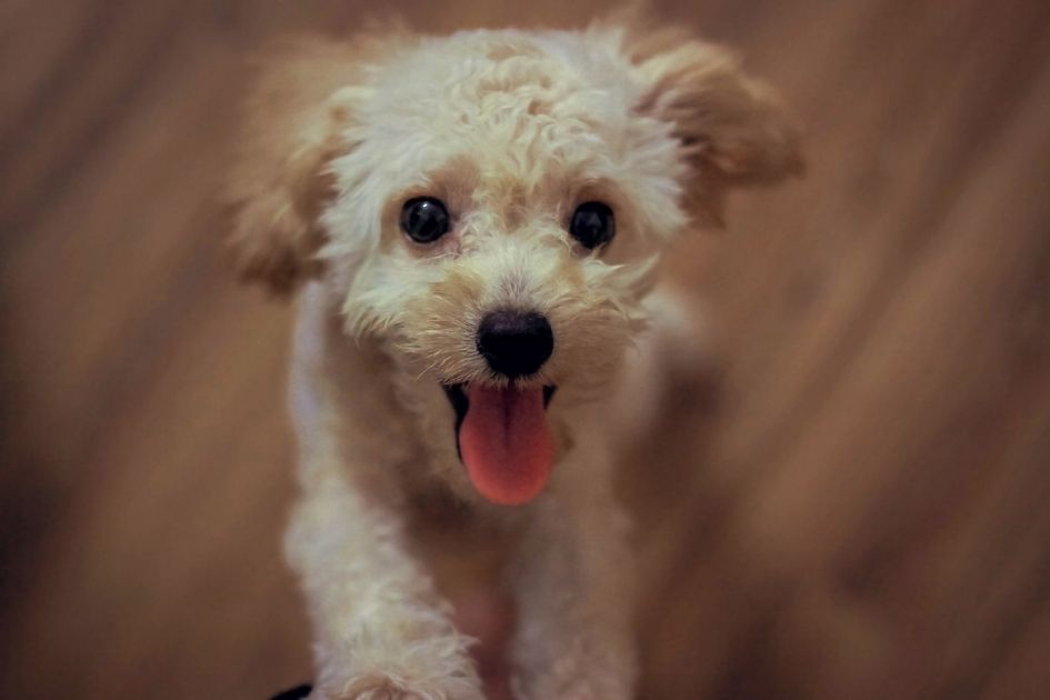 Dog Looking Up Expecting Treat