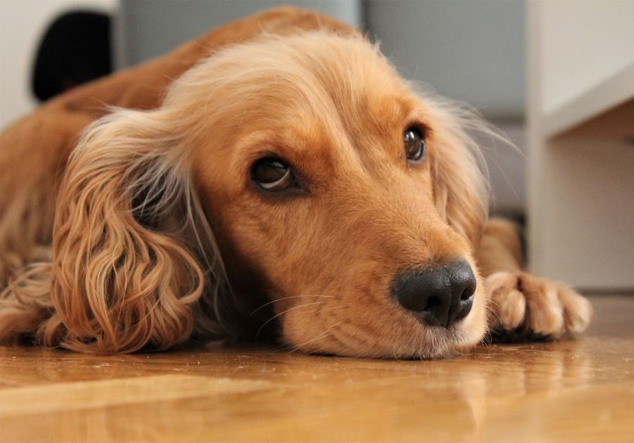 Dog Lying on Floor Looking