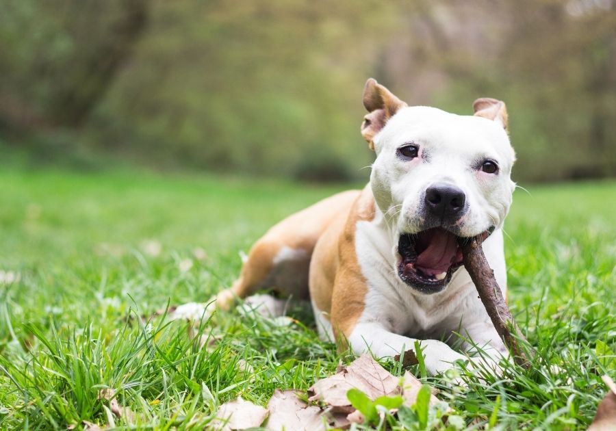 Dog Lying on Grass Chewing Stick