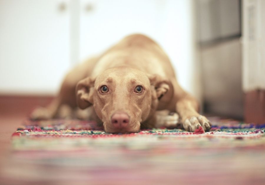 Dog Lying on the floor