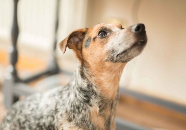 Dog Boundaries: 10 Reasons & Tips For Building Boundaries | Puplore