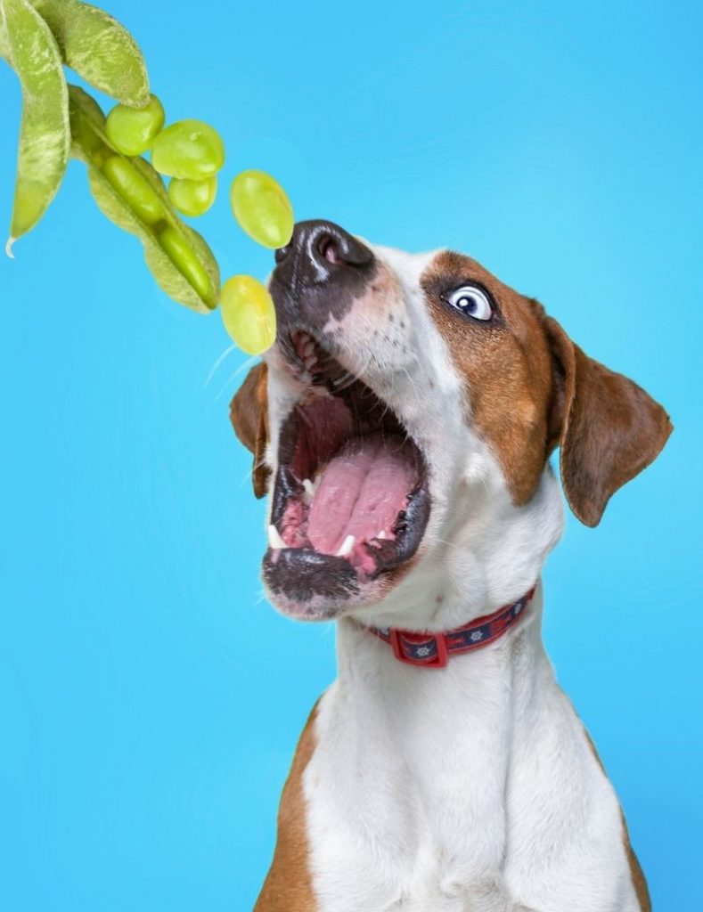 Dog Opens Mouth for Edamame Beans Treats