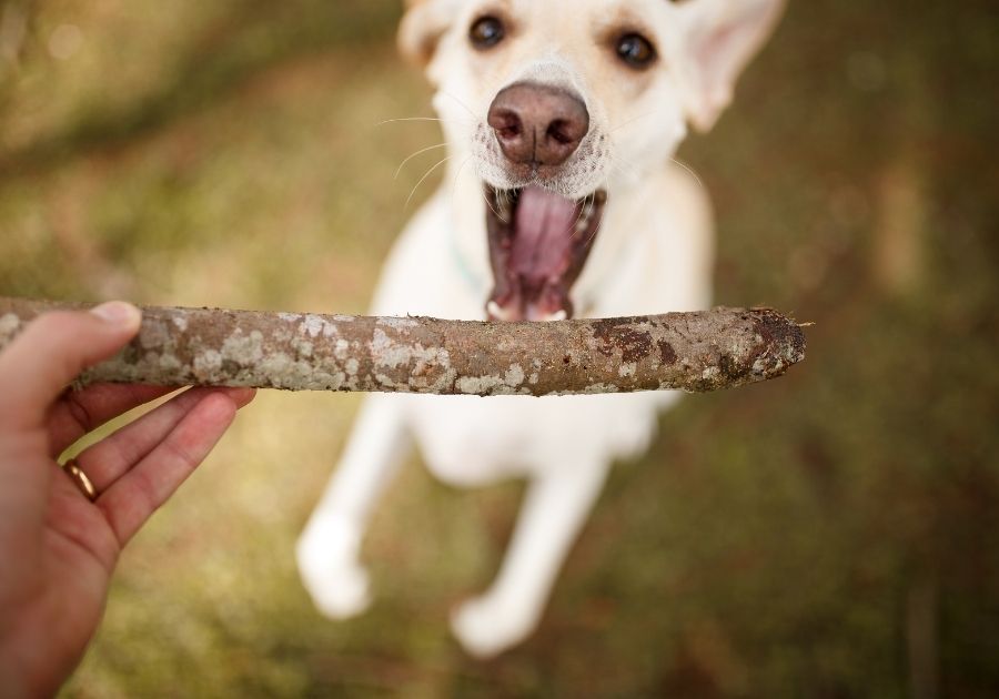 Dog Playing Fetch with Stick
