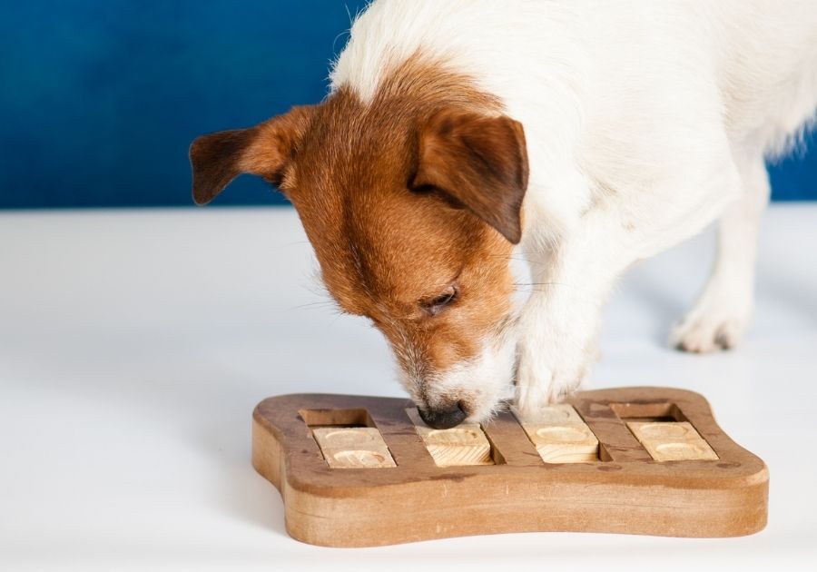 Dog Playing Mind Stimulating Sniffing Game Searching Food