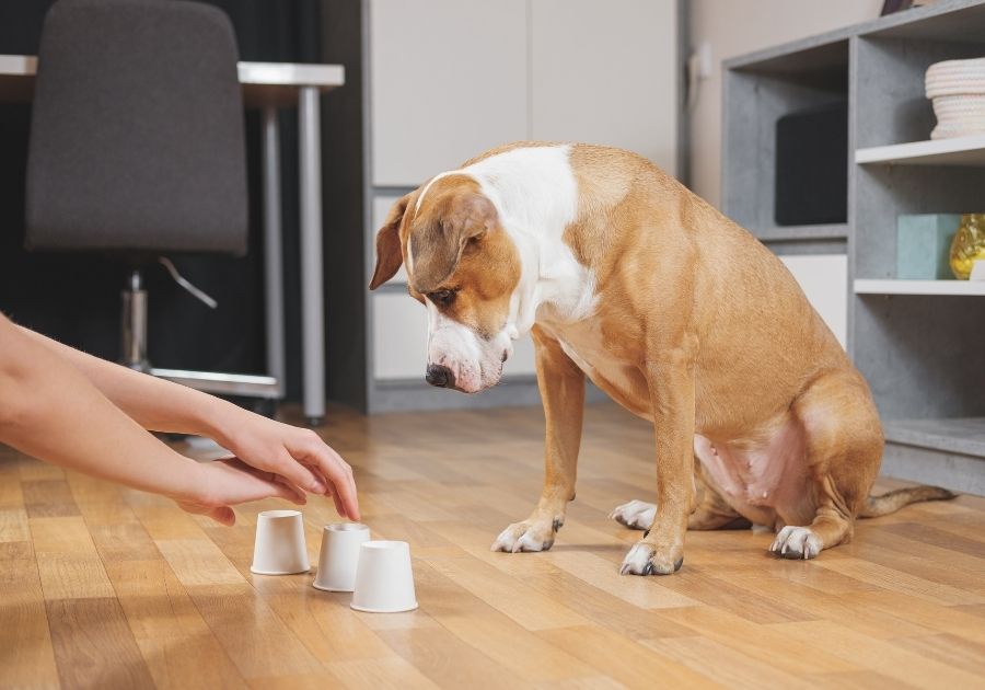 Dog Playing Shell Game with Her Human Owner