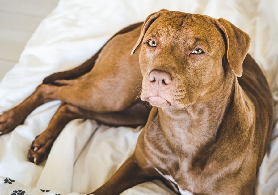 https://puplore.com/wp-content/uploads/Dog-Resting-on-Chair.jpg