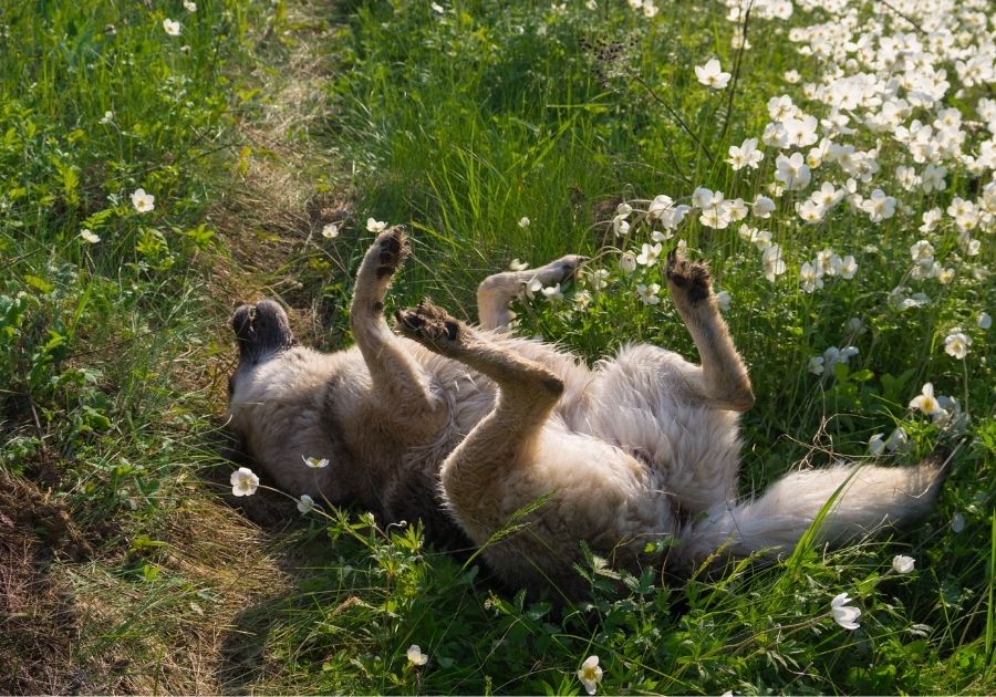 Dog Rolling on Grass with Possibly Dead Things