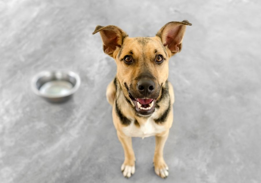 Dog Sitting Near Empty Bowl