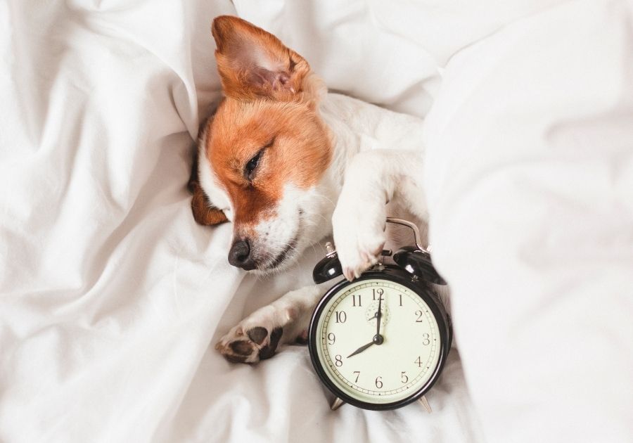 Dog Sleeping with Alarm Clock