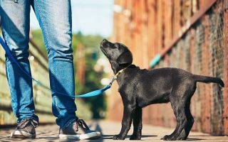 Thinking to Take Your Labrador to The Dog Park – Hints & Tricks