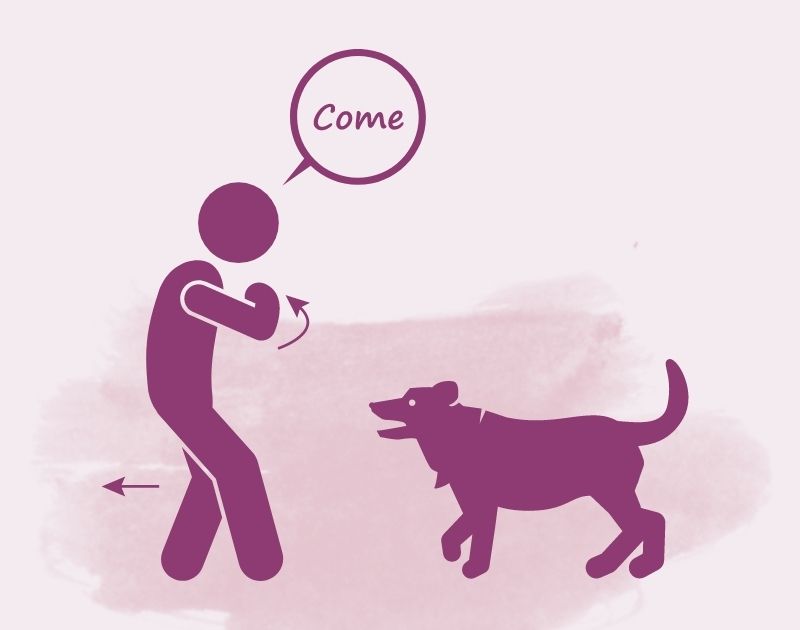 Dog Training - Come Command