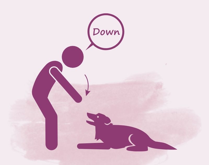 Dog Training - Down Command