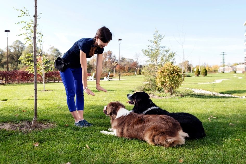 Two Dogs Laying on Grass to Obey Training