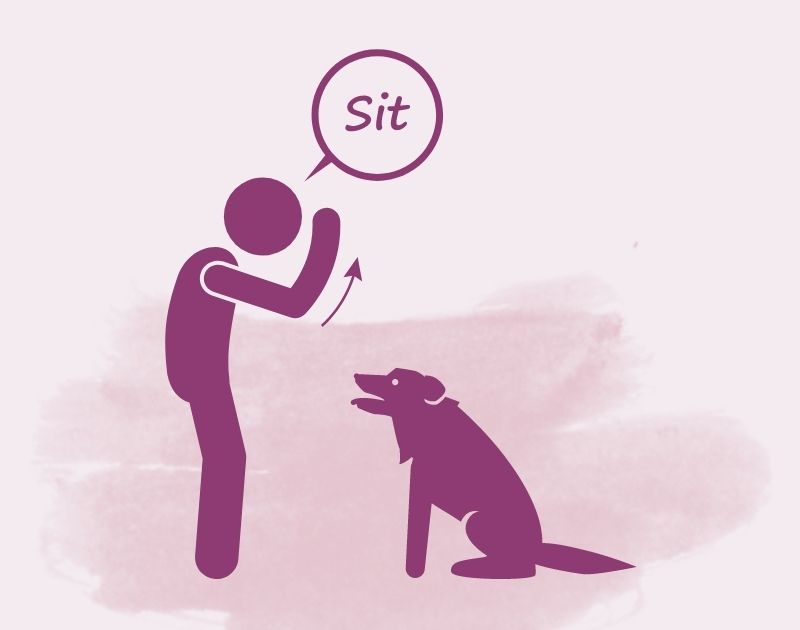 Dog Training - Sit Command