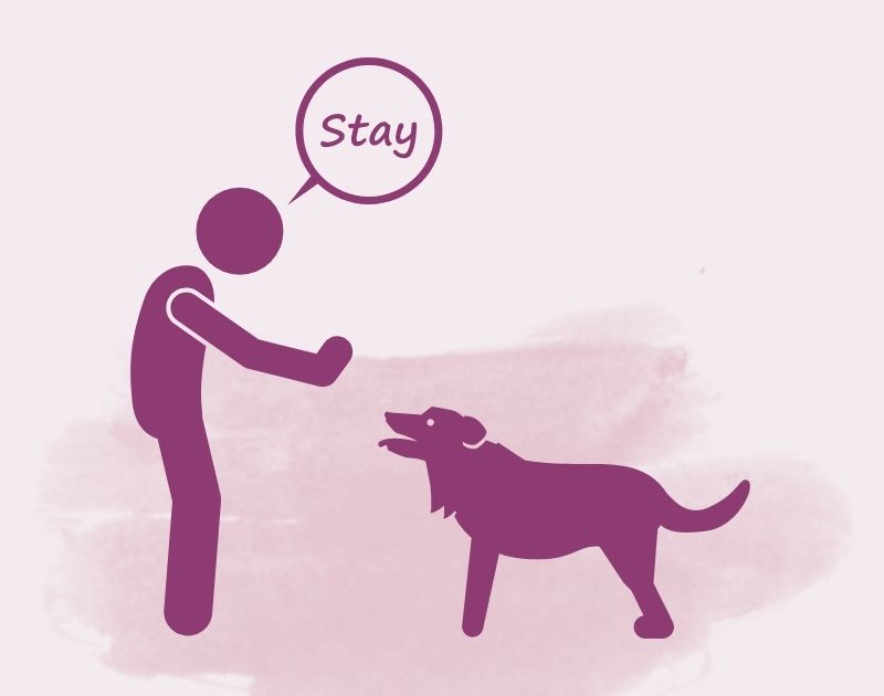 Dog Training - Stay Command