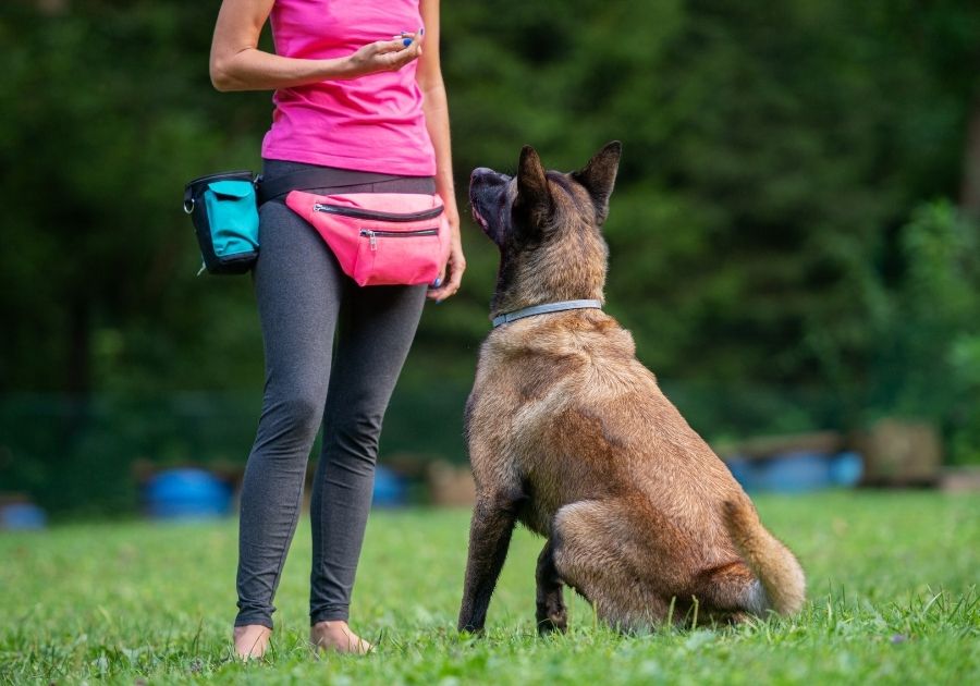 Dog Training with Belgian Malinois Outdoor