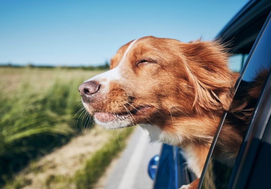 Dog Traveling By Car Enjoying the Breeze Outside Window