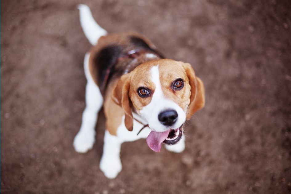 Dog Waiting for Treat or Food